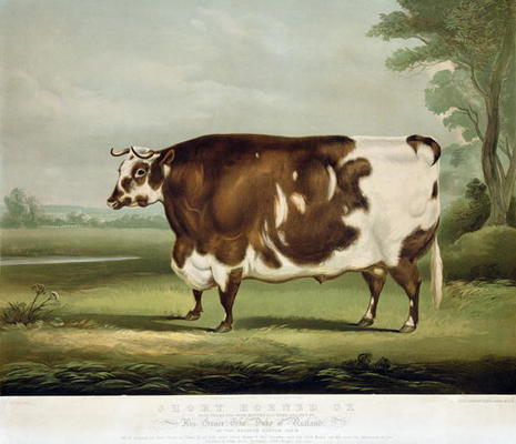 A Short Horned Ox, engraved by John Day, 1856 (colour engraving) de W.H. Davis