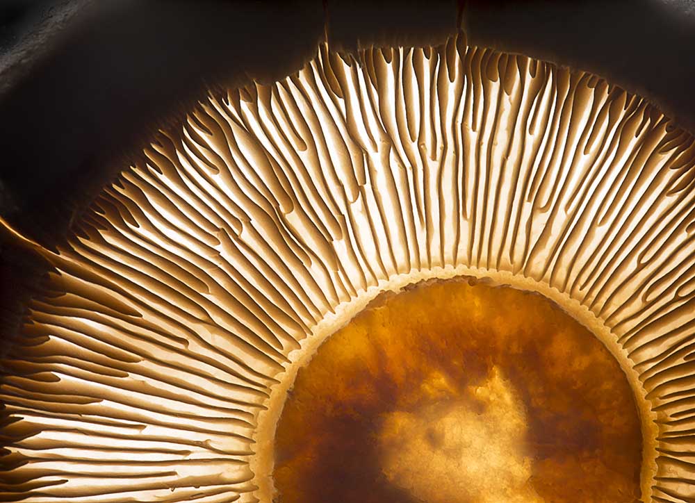 Portobello mushroom de Wieteke De Kogel