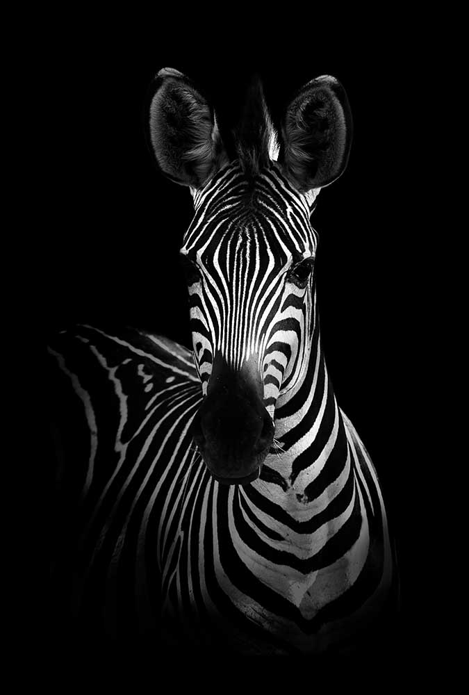 The Zebra de WildPhotoArt