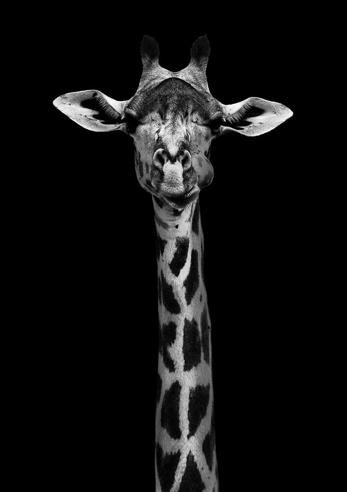 Giraffe Portrait de WildPhotoArt