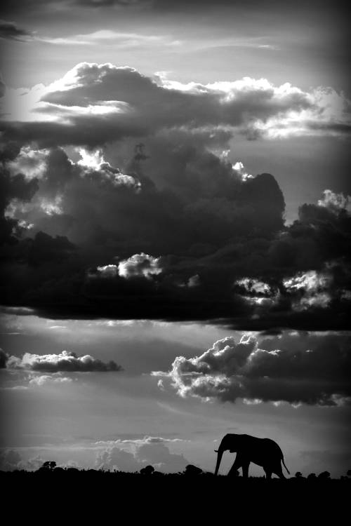 He walks under an African Sky de WildPhotoArt