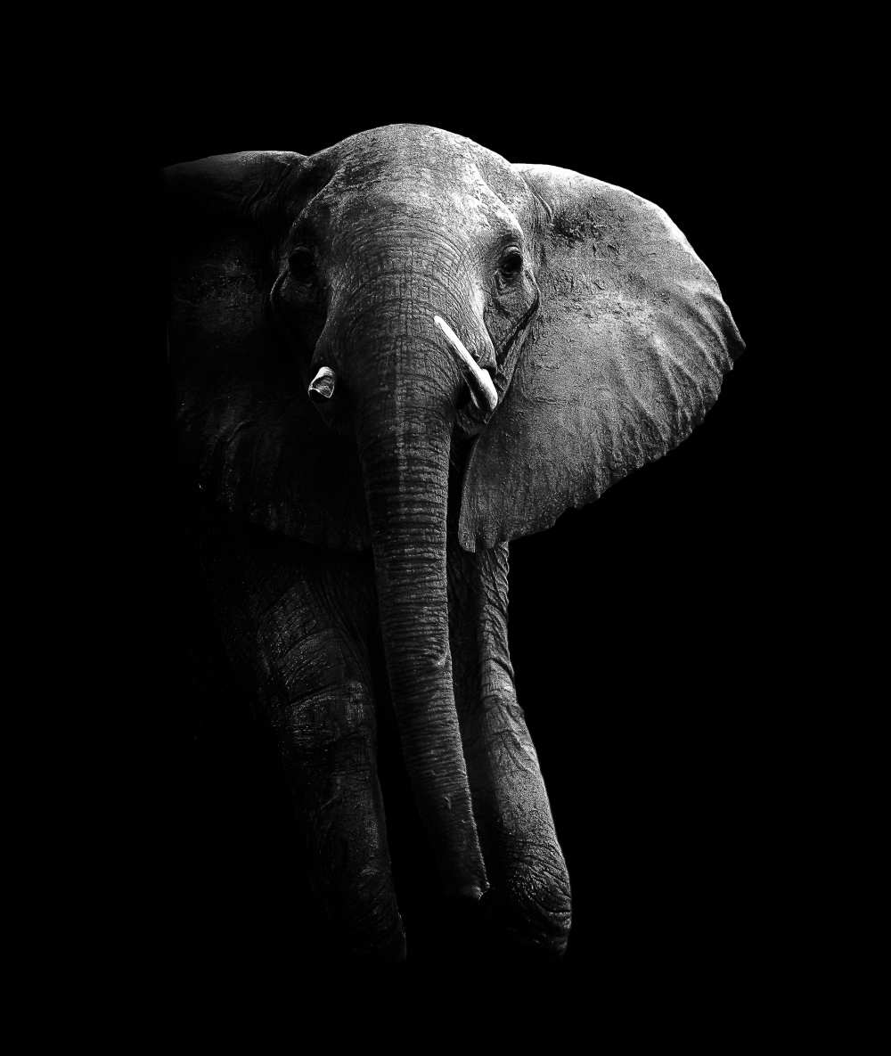 Elephant! de WildPhotoArt