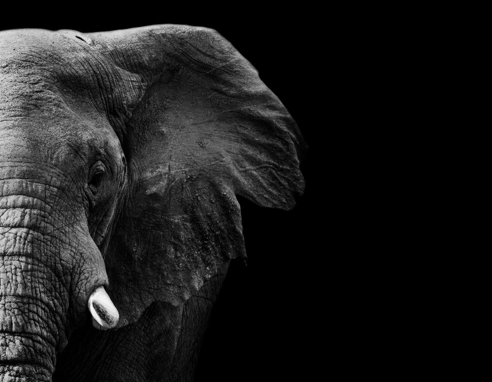 Elephant de WildPhotoArt