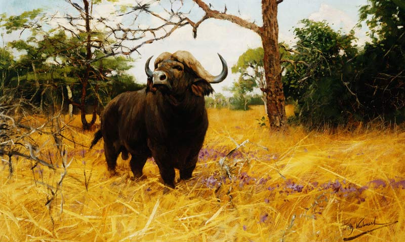 Ein Kaffernbüffel im Präriegras. de Wilhelm Kuhnert