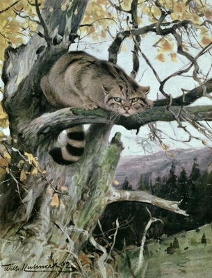 Wildcat in a Tree, 1902 (colour litho) de Wilhelm Kuhnert