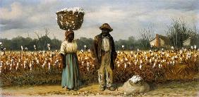At the cotton harvest