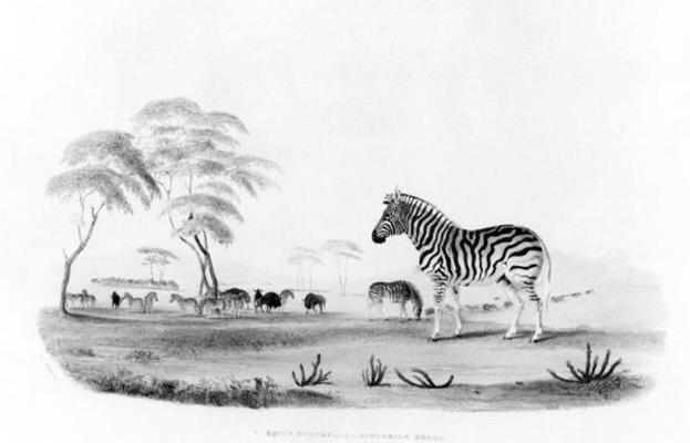 Equus burchelli, or Burchell's Zebra, from 'Portraits of the Game and Wild Animals of Southern Afric de William Cornwallis Harris