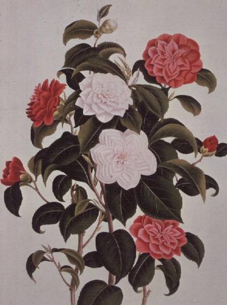 Camellia Japonica, from "A Monograph on the Genus of the Camellia" de William Curtis