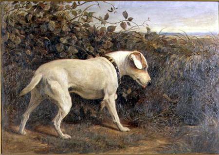 Terrier in a Landscape de William Elsob Marshall