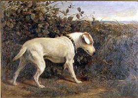 Terrier in a Landscape