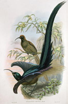 Epimachus Meyeri (colour litho) de William Hart