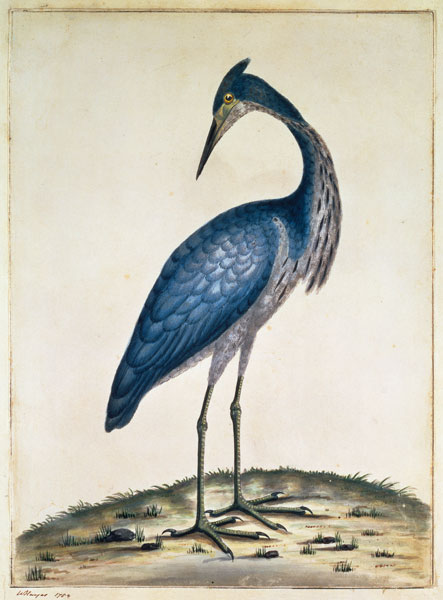 A Heron de William Hayes