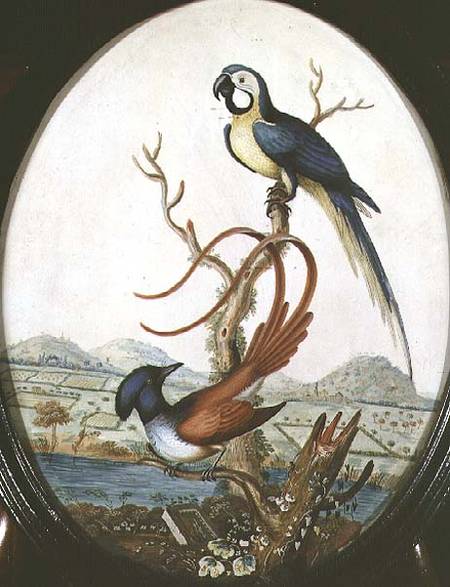 Lyrebird and Jay de William Hayes