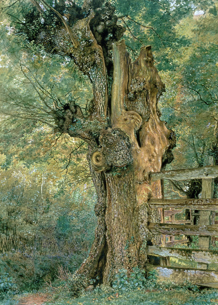 Pollard elm on the edge of the village pound (w/c and gouache) de William Henry Hunt