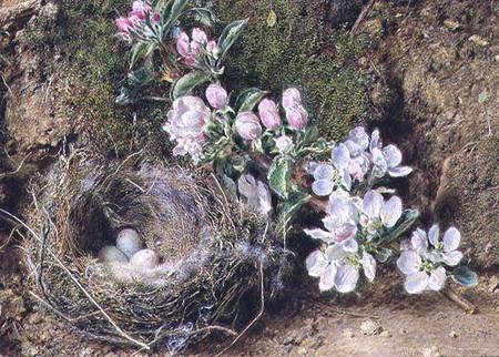 Branch of Apple Blossom and Bird's Nest de William Henry Hunt