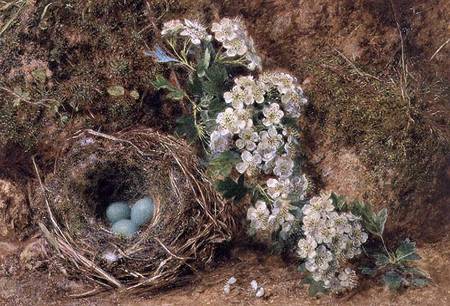 May Blossom and a Hedge Sparrow's Nest de William Henry Hunt