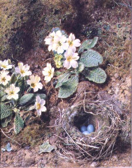 Primroses and Bird's Nest with Three Blue Eggs de William Henry Hunt