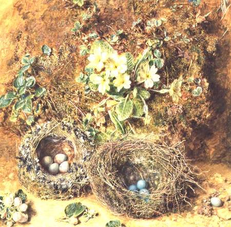 Primroses and Birds' Nests de William Henry Hunt