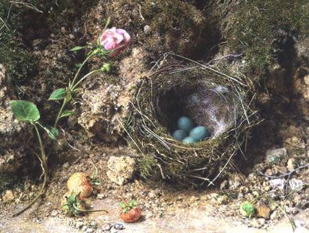Still life with bird's nest de William Henry Hunt