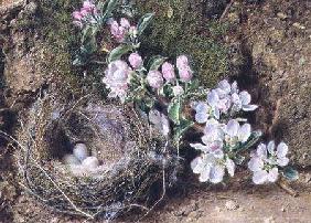 Branch of Apple Blossom and Bird's Nest