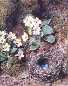 Primroses and Bird's Nest with Three Blue Eggs