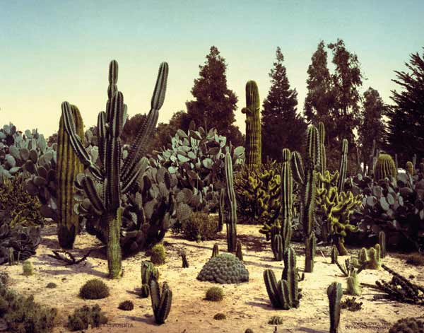 Cactus Garden / California / Photo, 1902 de William Henry Jackson