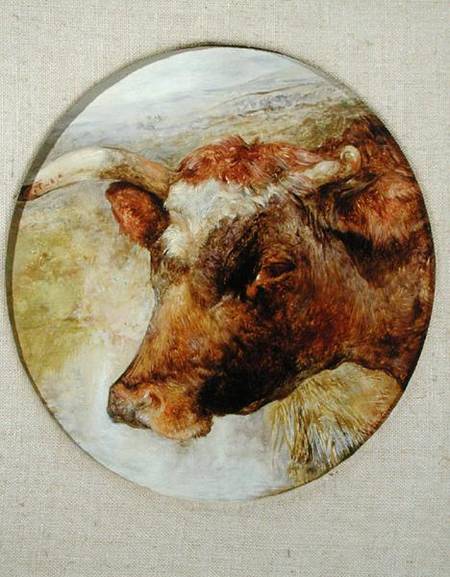 Head of a Longhorn Cow de William Huggins