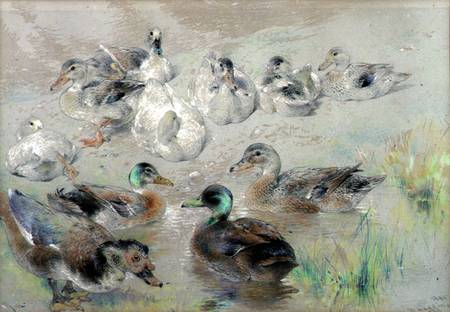 Study of Ducks de William Huggins
