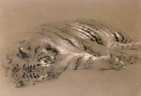 A Sleeping Tiger