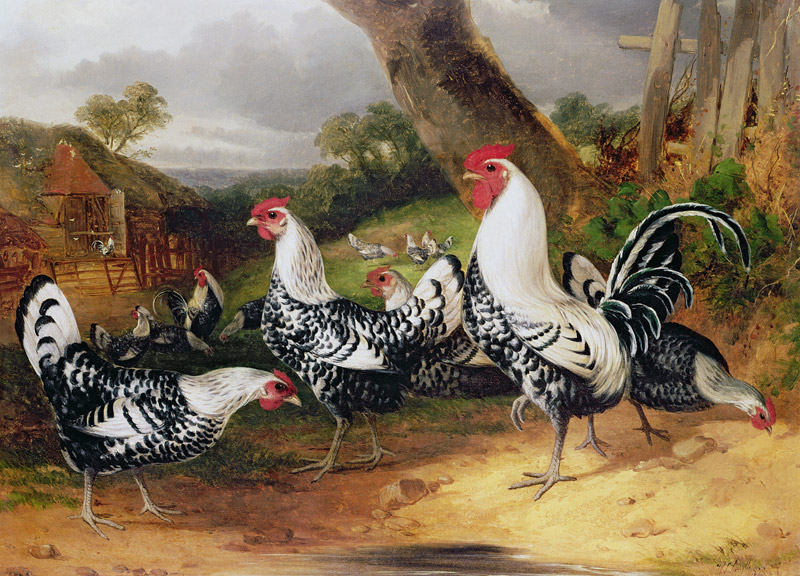 Cockerels in a Landscape de William Joseph Shayer
