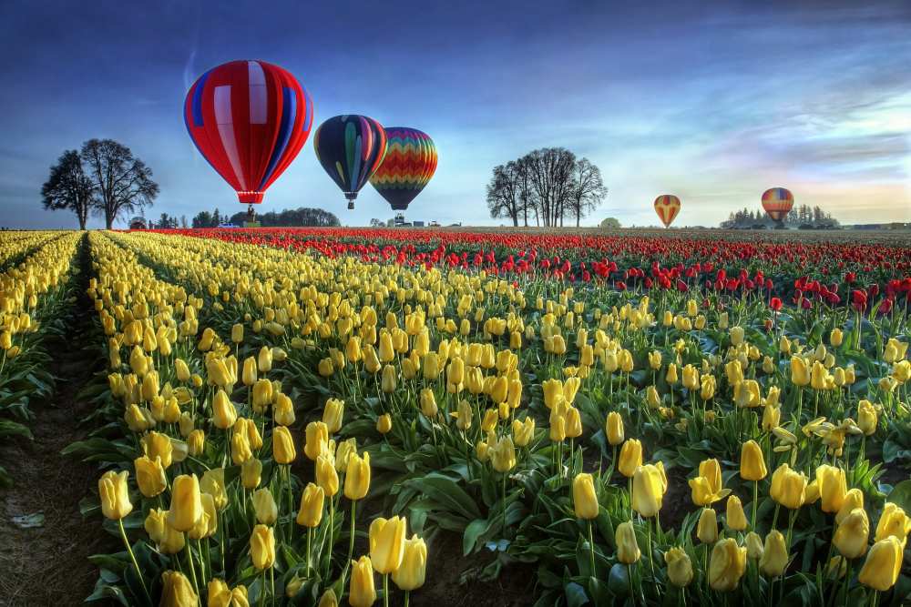 Hot air balloons over tulip field de William Lee