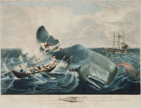 Capturing a Sperm Whale, engraved by J. Hill de William Page