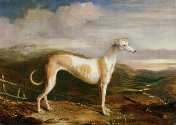 Greyhound de William u. Henry Barraud