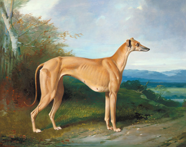 The Greyhound Bitch Lydia de William u. Henry Barraud