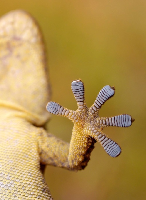 gecko de Wolfgang Simlinger