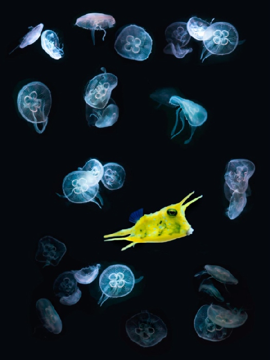 jelly + fish de Wolfgang Simlinger