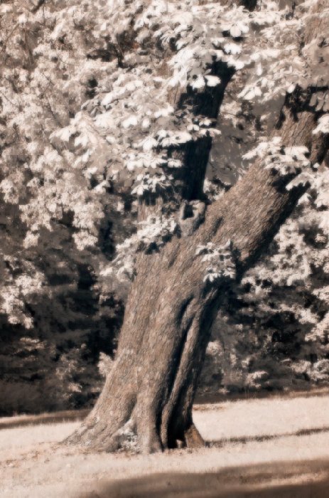 old tree de Wolfgang Simlinger
