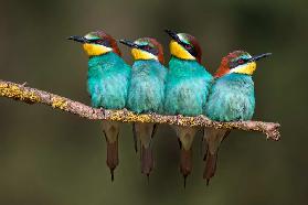 Bee-eater resting