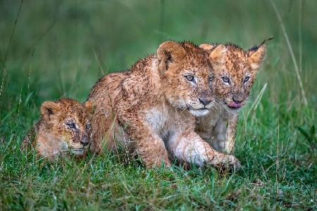 Three rain-soaked lion cubs