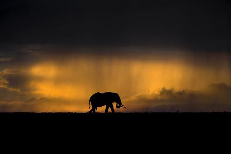 Elephant in a rain storm at sunset