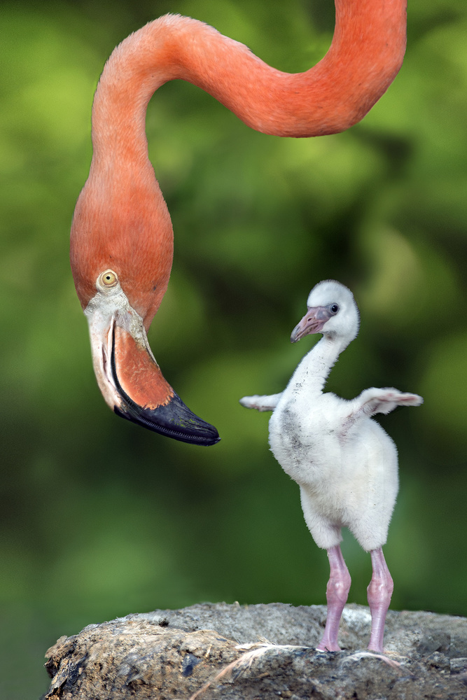 Flamingo with chick de Xavier Ortega