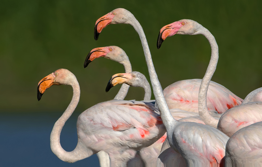 Flamingos walking de Xavier Ortega