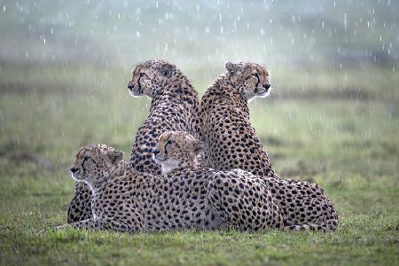 Cheetahs in the rain