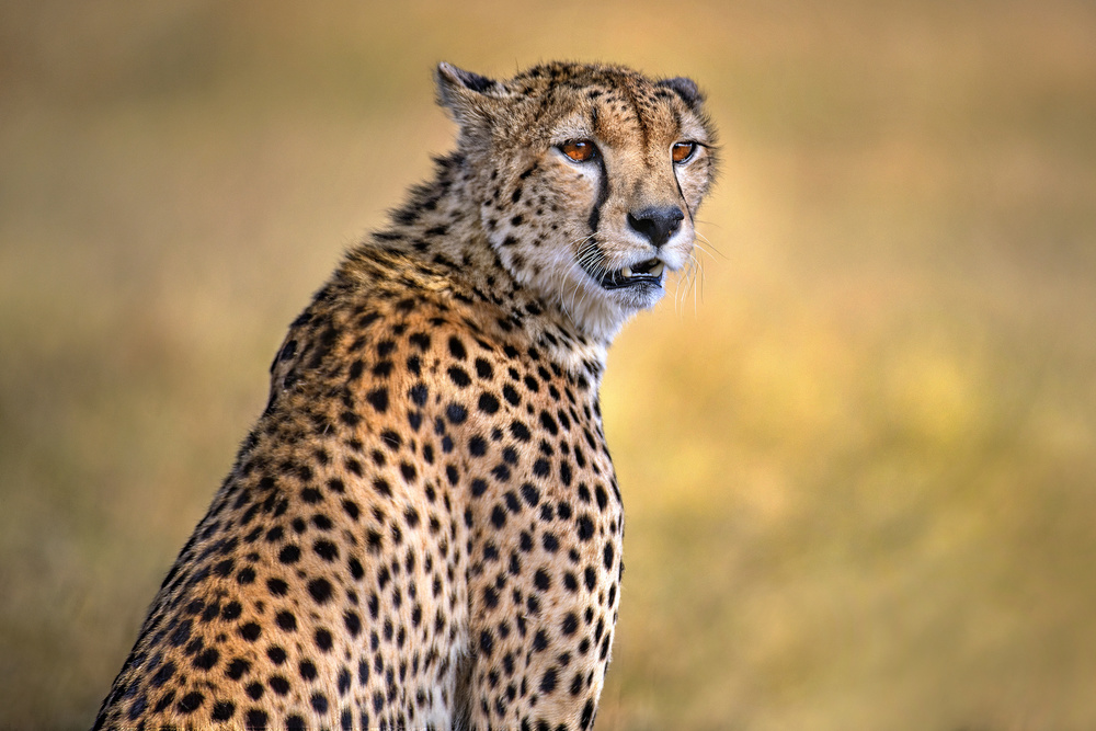 Cheetah portrait de Xavier Ortega