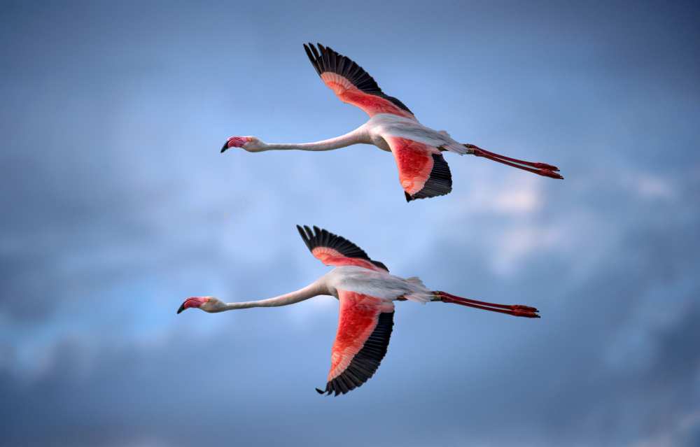 Greater Flamingos de Xavier Ortega
