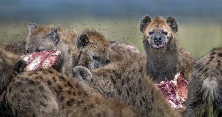 Hyenas feeding