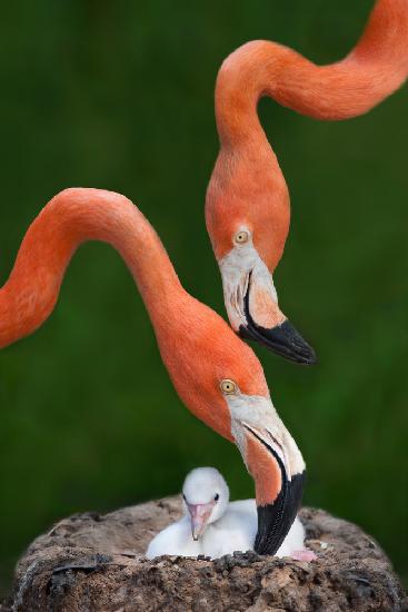 Caribbean flamingo family