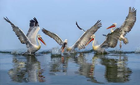 Dalmatian pelicans fishing