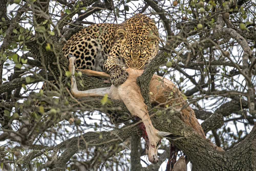 Leopard with prey de Xavier Ortega