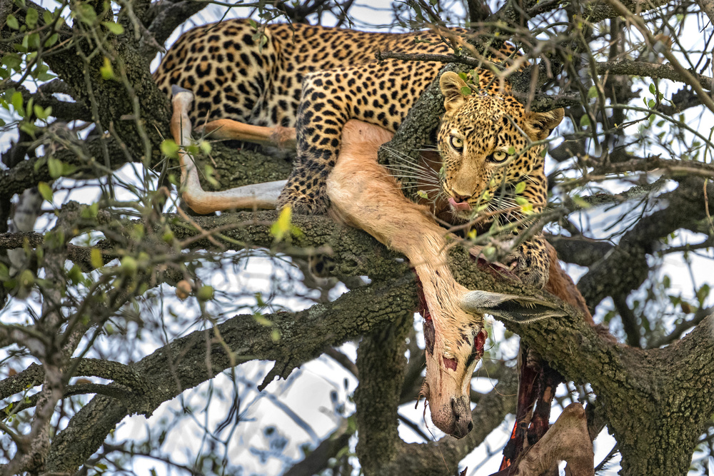 Leopard with prey de Xavier Ortega